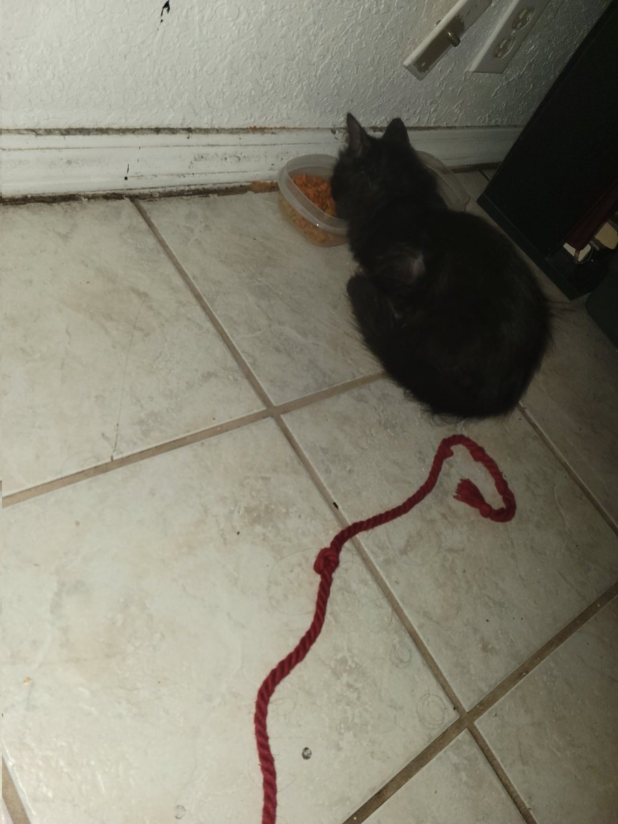 queerfishxo's tweet photo. Been investing all my time on my baby Shadow https://t.co/sdp7K9qa6a