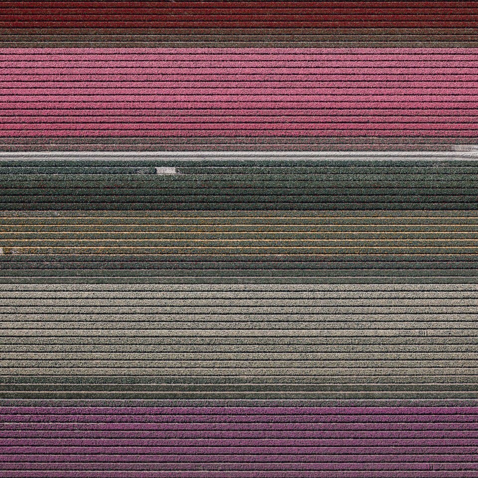 numadic's tweet photo. Dutch Tulip Farmers grow around two billion tulips every year. The Flowers come into full bloom for three to four weeks a year, between April &amp; May.

This colorful image was taken from the Copernicus Sentinel-2 mission.

#tulipfields #sentinel2 #earthfromspace #Undisrupt #Numadic https://t.co/oz0BZhyorb