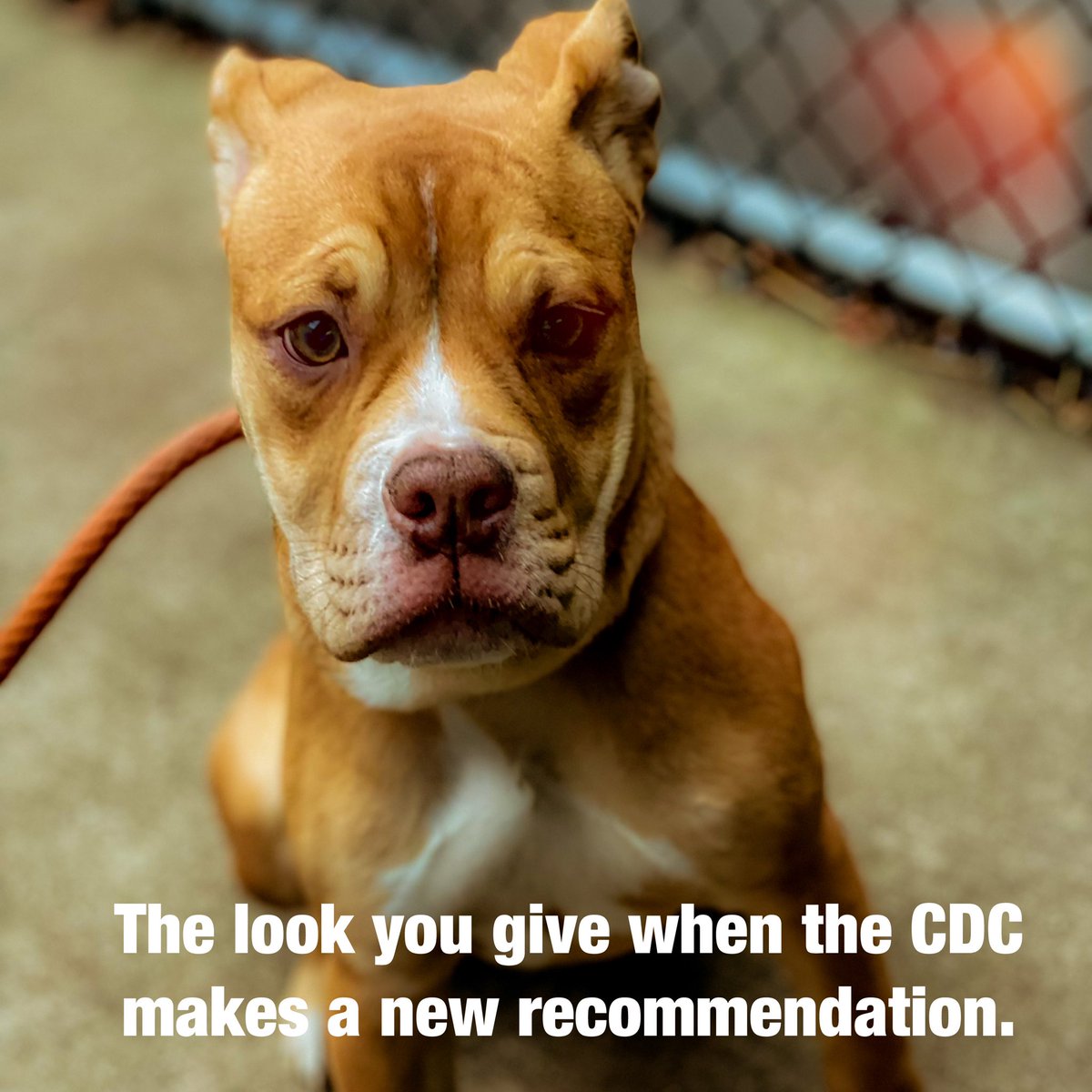 Atlas_Chiweenie's tweet image. #CDCRecommends #cdc #chicagodogs #rescuepupsrock #HAPPYNEWYEAR2022