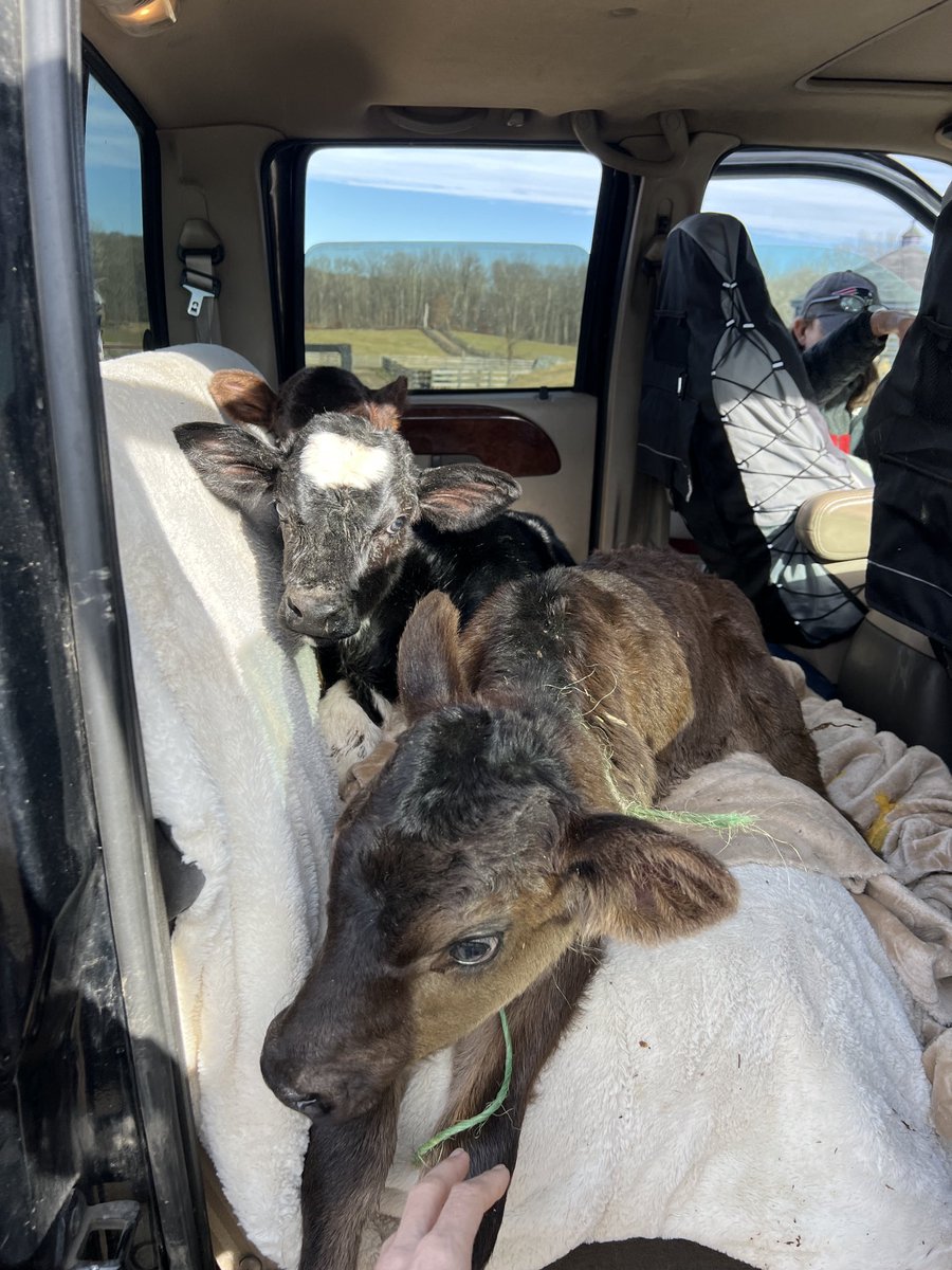 Wrapping up the top 10 moments of 2021- the arrival of the Christmas Calves arrival #MLE #Remy #Amelia #rescue #cow #calf