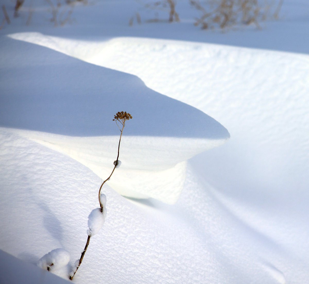 devonessski's tweet photo. Yellowstone Snowdrift ~ New Year's Eve #snowdrift #Yellowstone https://t.co/fgsBAtqELo