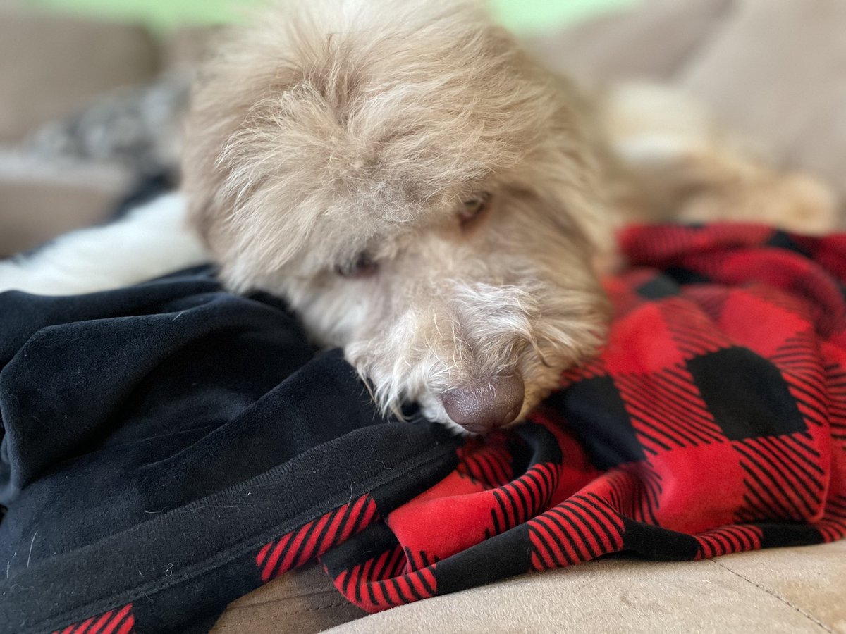 Finally splurged and got a <a href="/bigblanketco/">Big Blanket Co</a> for myself. Jeffrey is pretty sure I got it for him 🐶🐾😂