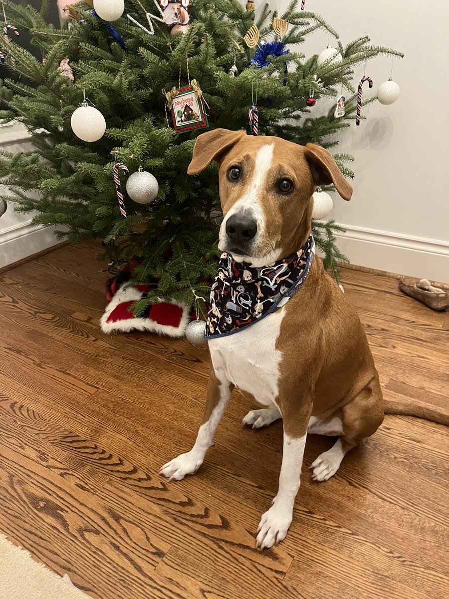 RockyRockstr's tweet photo. Not to late for my Christmas portrait ❤️❤️🎄🎄 https://t.co/qT4KGY1Oro