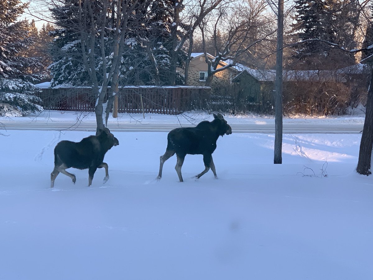 RobertFEslinger's tweet photo. Two moose in my front yard!! https://t.co/UwZNyNW7sB