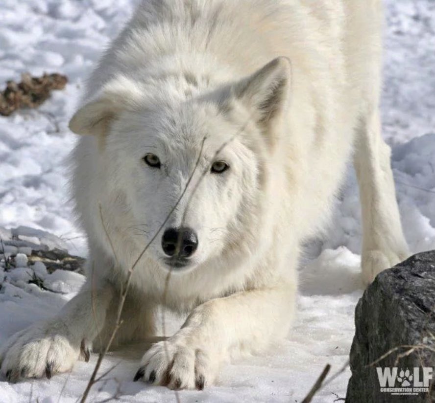 nywolforg's tweet photo. Let’s do this 🐺 https://t.co/RWyrxtEOCo