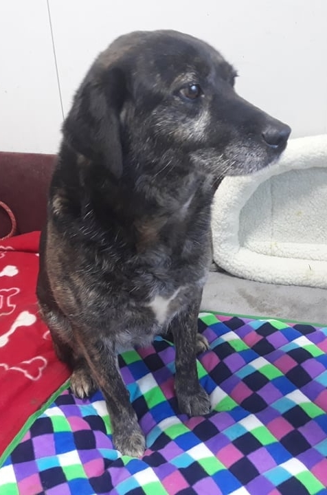 DNVSaveanimals's tweet photo. And another year has passed, and she is still waiting for her home, her family,
And the perfect T.J. has been waiting for 6 years for an opportunity for her own family
Contact us dnvsaveanimalsuk@gmail.com https://t.co/cIouLUNlBc