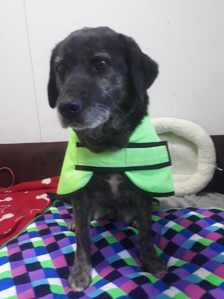 DNVSaveanimals's tweet photo. And another year has passed, and she is still waiting for her home, her family,
And the perfect T.J. has been waiting for 6 years for an opportunity for her own family
Contact us dnvsaveanimalsuk@gmail.com https://t.co/cIouLUNlBc