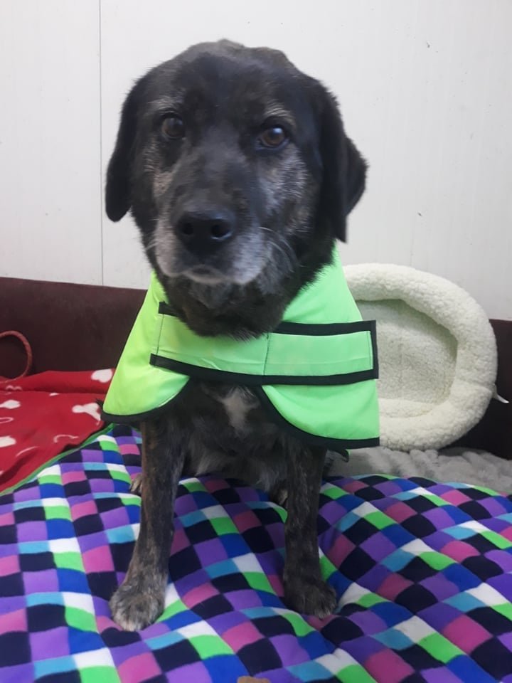 DNVSaveanimals's tweet photo. And another year has passed, and she is still waiting for her home, her family,
And the perfect T.J. has been waiting for 6 years for an opportunity for her own family
Contact us dnvsaveanimalsuk@gmail.com https://t.co/cIouLUNlBc