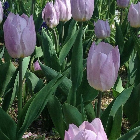 🌿🌼🧺 tweet media
