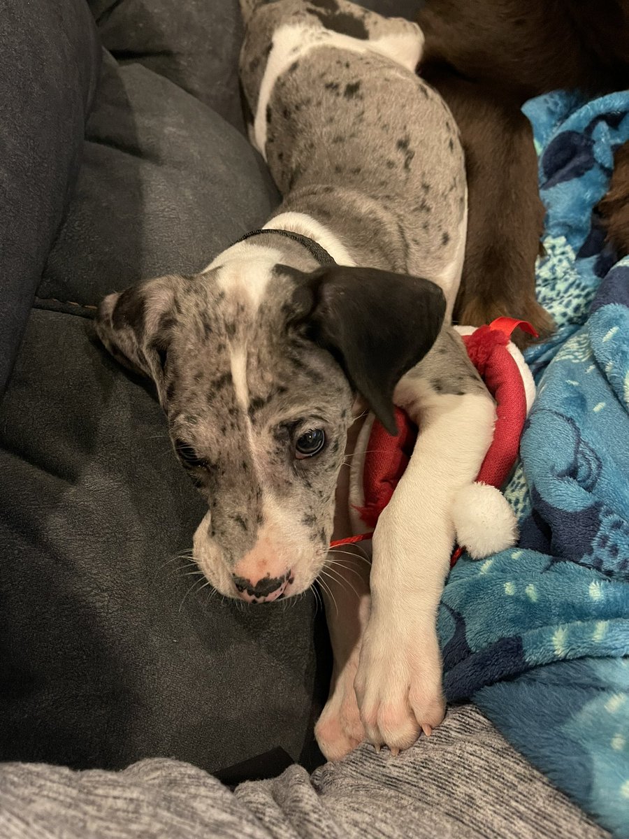 Welp, I see what the big deal is…but no biggie for me! I just give my girl looks like this when she hollers (which is every play but ya know lol), but she says she is super proud of me that I’m handling this so well! 😁💜🐾💜
