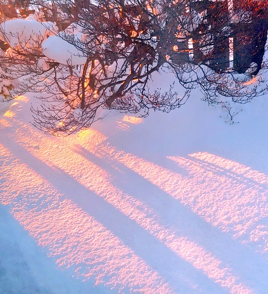 0517pomta's tweet image. Japan has reached New Year's Day 🌄🎍
The morning sun illuminates the snow that has fallen on my yard. It is beautiful. 

Happy New Year, everyone! 🥂
May 2022 brings you happiness!