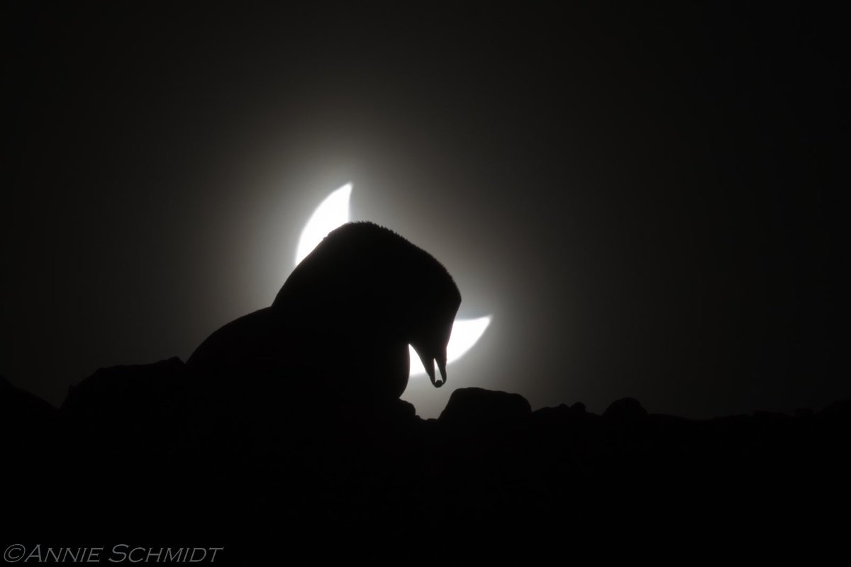 One of the best moments of 2021, being in the Cape Crozier Adélie #penguin colony during the solar eclipse #antarctica #penguinsforsanity @nsf @PointBlueConSci