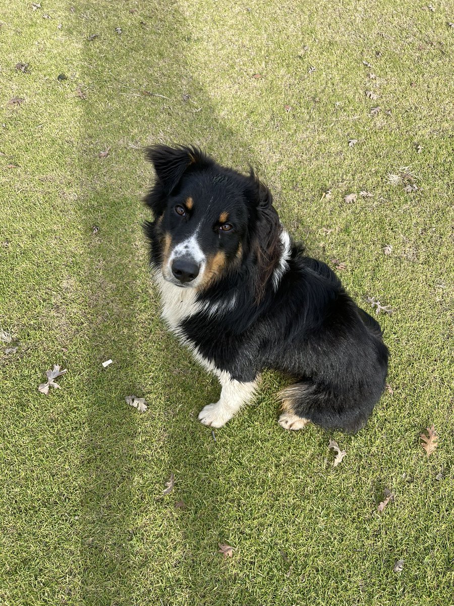 Jwestendarp's tweet photo. If anybody could help me find this cute pupper a home I would really appreciate it. He’s very friendly and well groomed. Owner has yet to contact us. Around 40-50 pounds and we believe around 1-2 years old. Gets along with other dogs very well. Is not fixed https://t.co/rCFhPbDO6c
