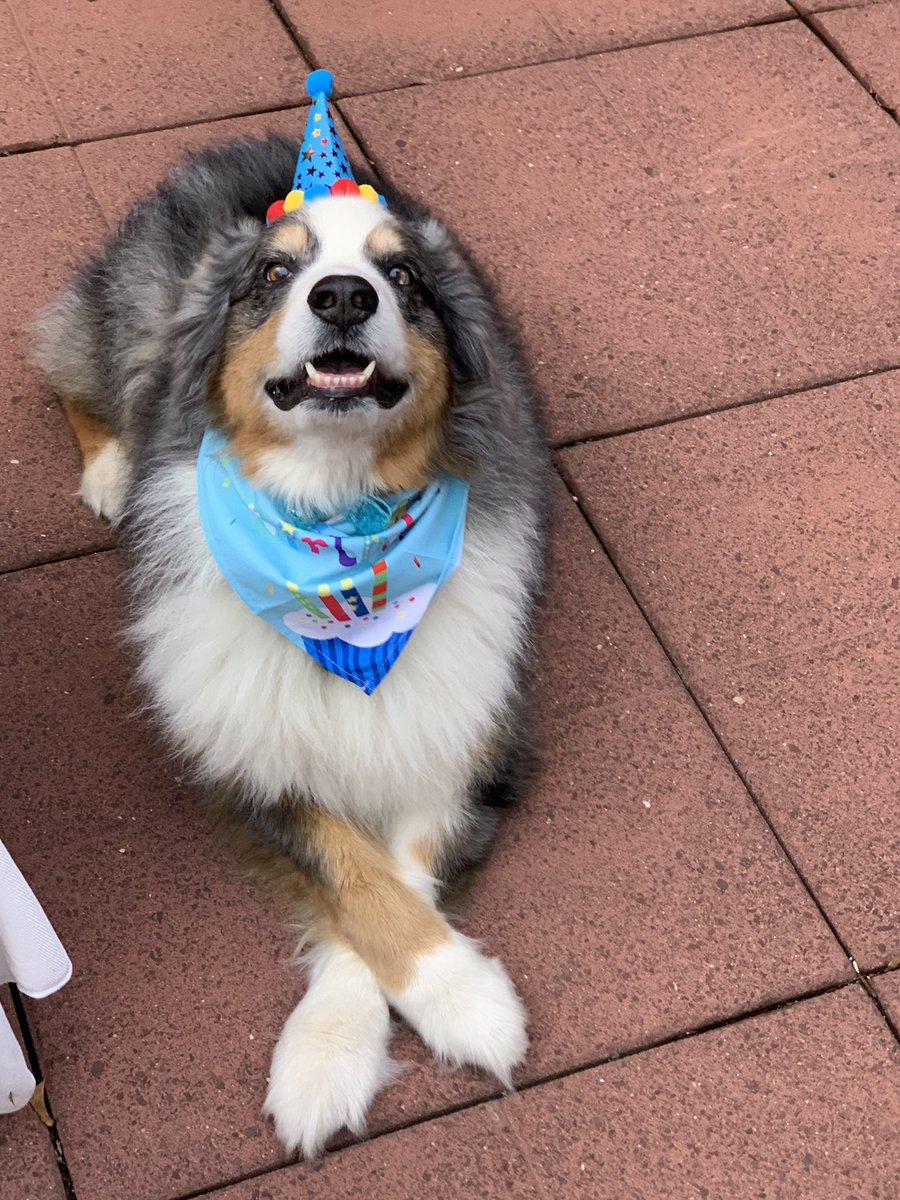 mghoge's tweet photo. It’s my #1 guy’s 10th Birthday! 
🥳🎂🦴🐾🎉♥️😍🎊#HappyBirthdayRomeo https://t.co/ucyo98Mj8s