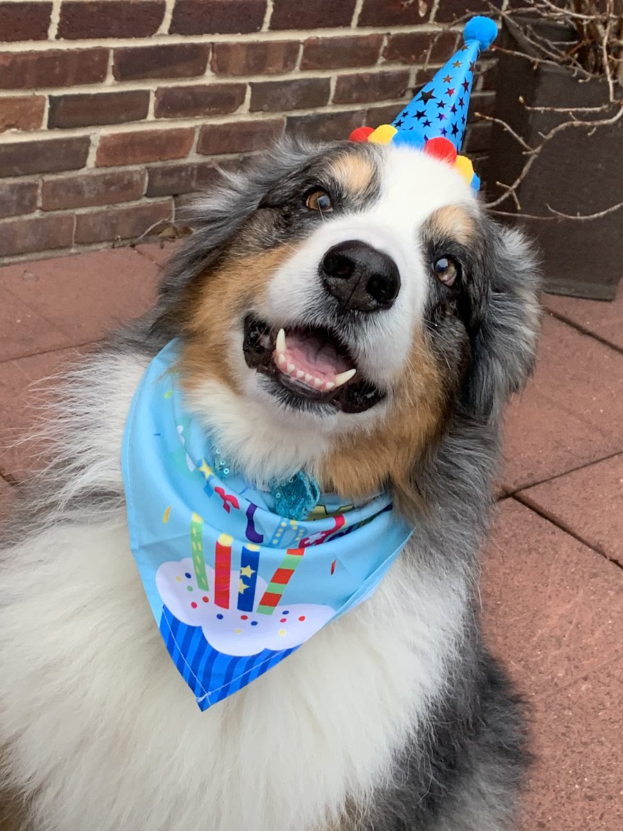 mghoge's tweet photo. It’s my #1 guy’s 10th Birthday! 
🥳🎂🦴🐾🎉♥️😍🎊#HappyBirthdayRomeo https://t.co/ucyo98Mj8s