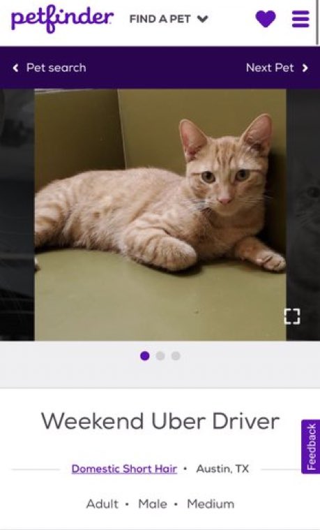 petfindernames's tweet photo. if you’re going out tonight, please do not drink and drive!!! instead, give this fellow a call https://t.co/7Y9KNZQWqo
