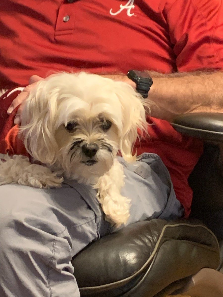 jamiezin's tweet photo. ⁦@_bryceyoung⁩  even my moms dog is Bryce Young ready! https://t.co/yT7kJ6Hvwj