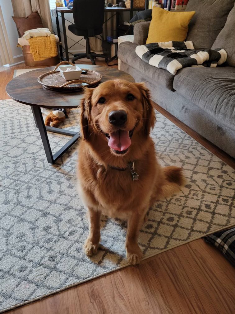 LexiBlue16's tweet photo. Lexi wishing all her friend a Happy New Year!! #fluffybuttfriday #GRC https://t.co/g9jxnELq1I