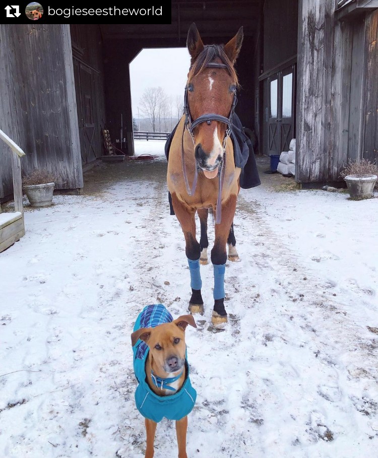 SmartPak's tweet photo. Bogie and his big buddy Tiger look ready (and coordinated) to take on the new year! (Tag us in your shots on Instagram for your chance to be featured next.)
PC: bogieseestheworld on Instagram
#SmartPak #HealthyHorsesHappyRiders #PoweredBySmartSupplements #SmartPakPhotoFeature https://t.co/PxAPy8A9y0