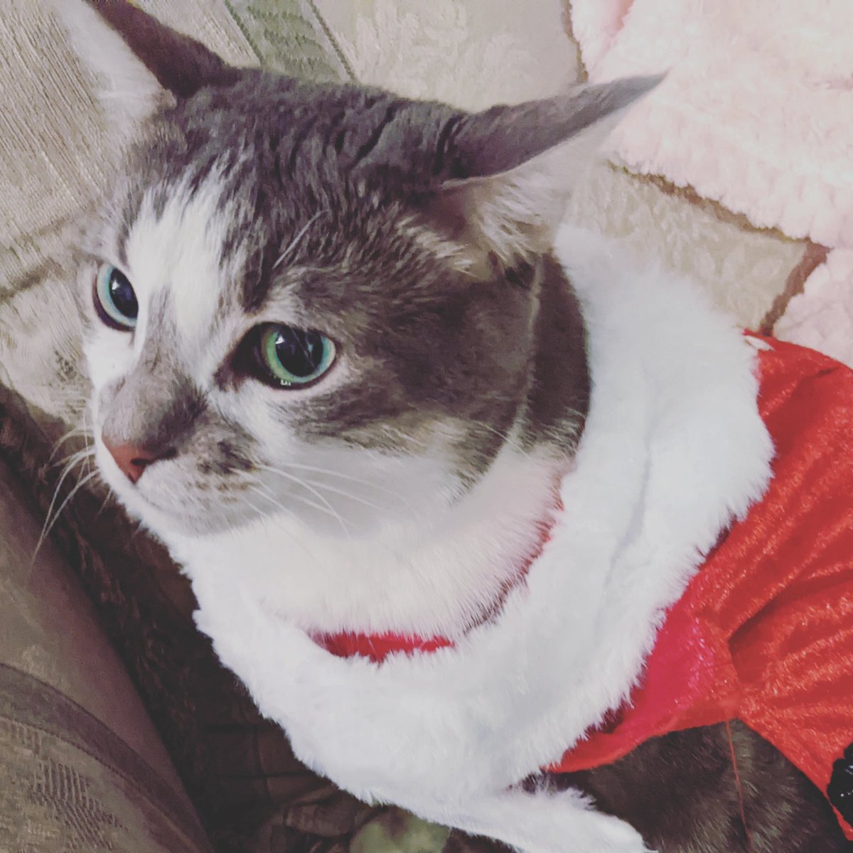 #catofinstagram #catsofinstagram #kittycat #cats #catgram #ilovecats #kitty #catstagram #cutecat #instacat #catoftheworld #catoftheday #catworld #catslifestyle #catphoto #beautifulcat #bestcat #kittycat #catsofinstagram #ilovecats #famuse