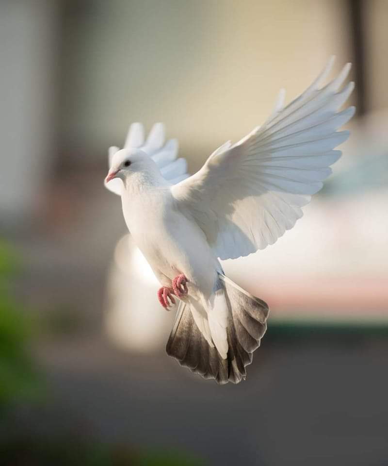 Летающий голубь. Белые птицы в полете. Голуби в небе. Белая птица. Голубь в полете.