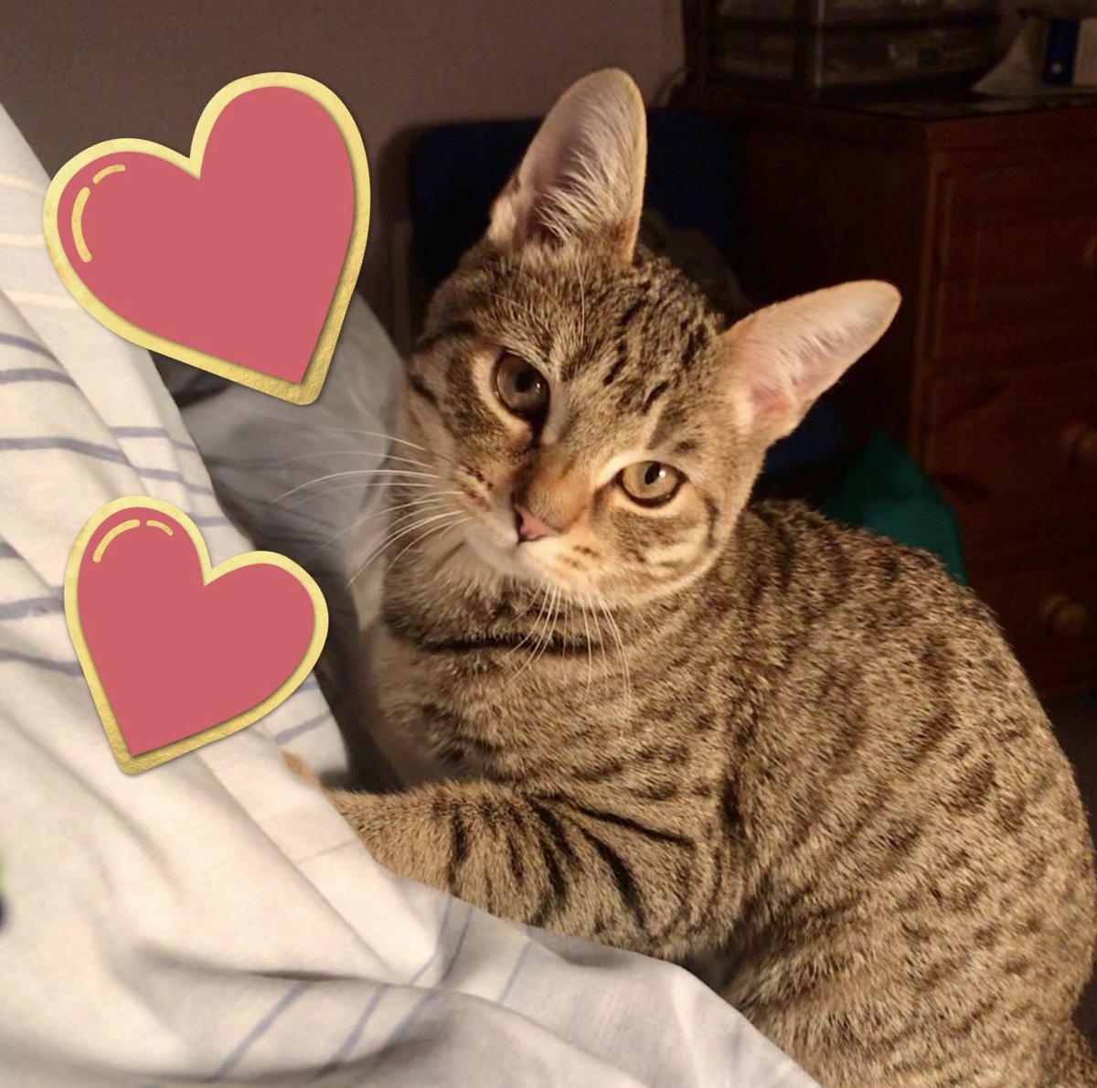 a year of ups and downs for mama, and finishing it off with a broken back is very hard. but mama says im 100% the best part of 2021 and i bring pure happiness to her life ♥️ wishin all my furrriends a happy and safe new year 🥳
love lily and mama xo #CatsofTwittter #NewYear2022