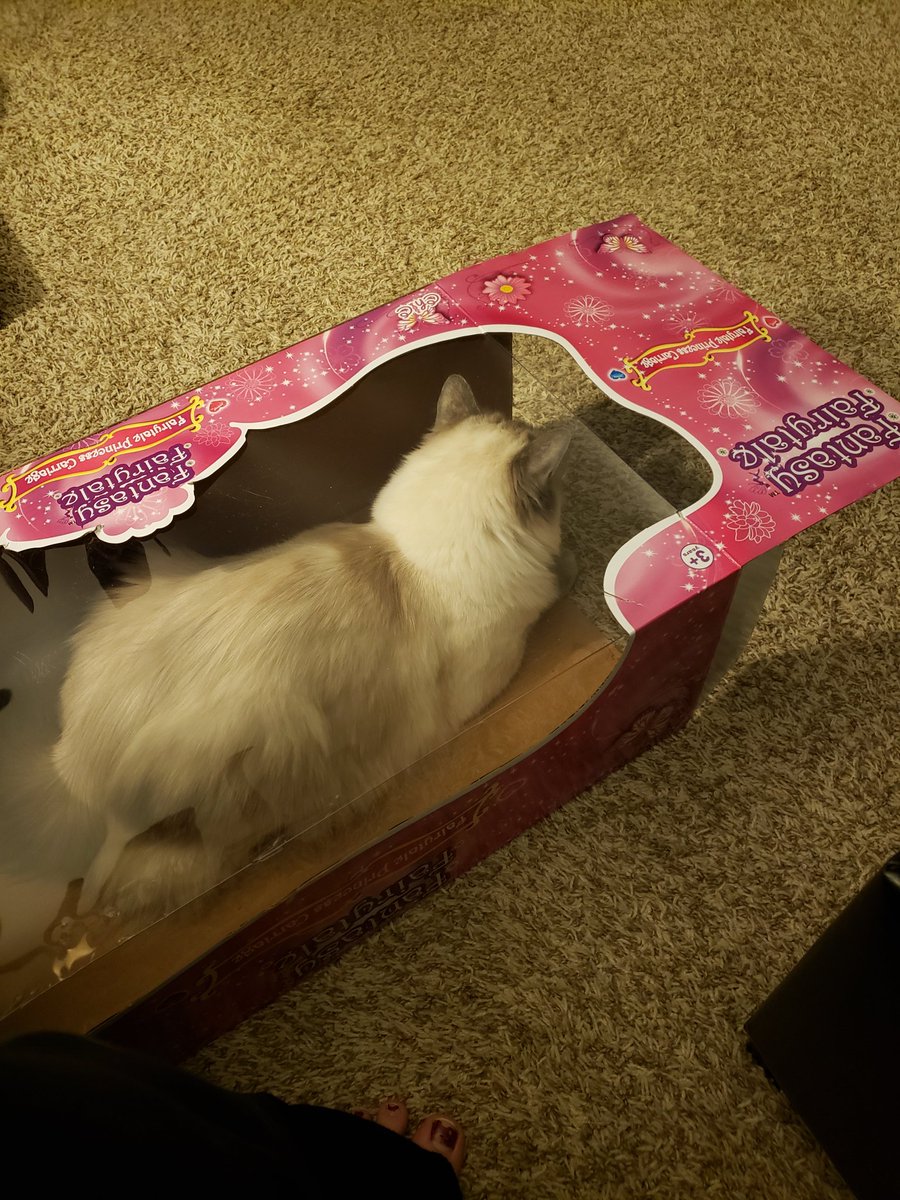 silversj's tweet photo. The ambush predator lies in wait. She knows it is only a matter of time before an unsuspecting foot walks by. She will be ready to pounce! No one will ever see her in her clever hiding spot.
#CatsOfTwitter #AmbushPredator #EmptyBox #BalineseCat #LadyJuniperFrost https://t.co/d3LEo1hENN
