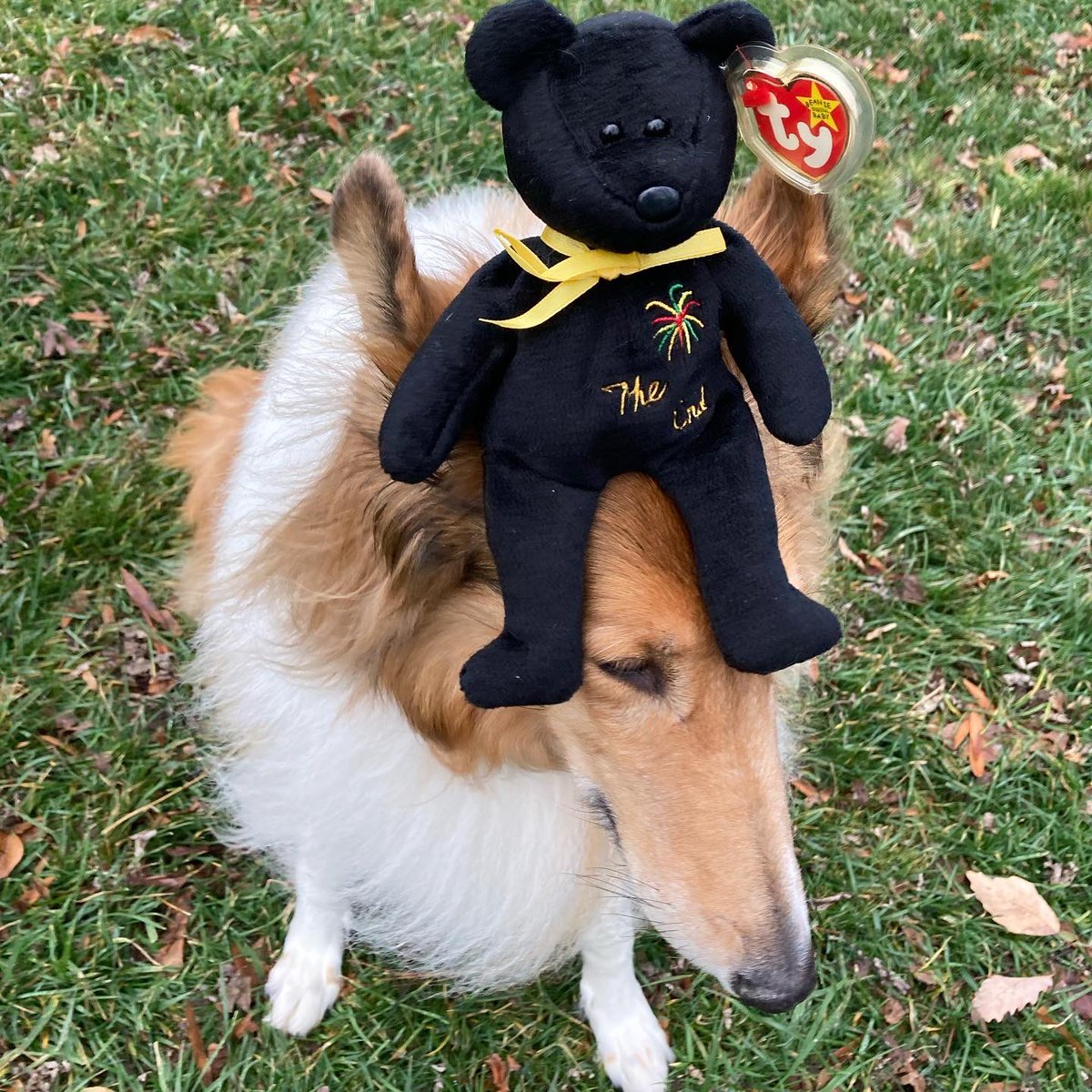 CollieCrusader's tweet photo. 🎆 The sun ☀️ is setting on 2021. I’m ready for this year to end and pray for a better and brighter new year. Out with the old and in with the new! 📆 #goodbye2021 #roughcollie #roughday #roughyear #goawaycovid
Wishing you all a very #HappyNewYear https://t.co/CoVjfuUovJ