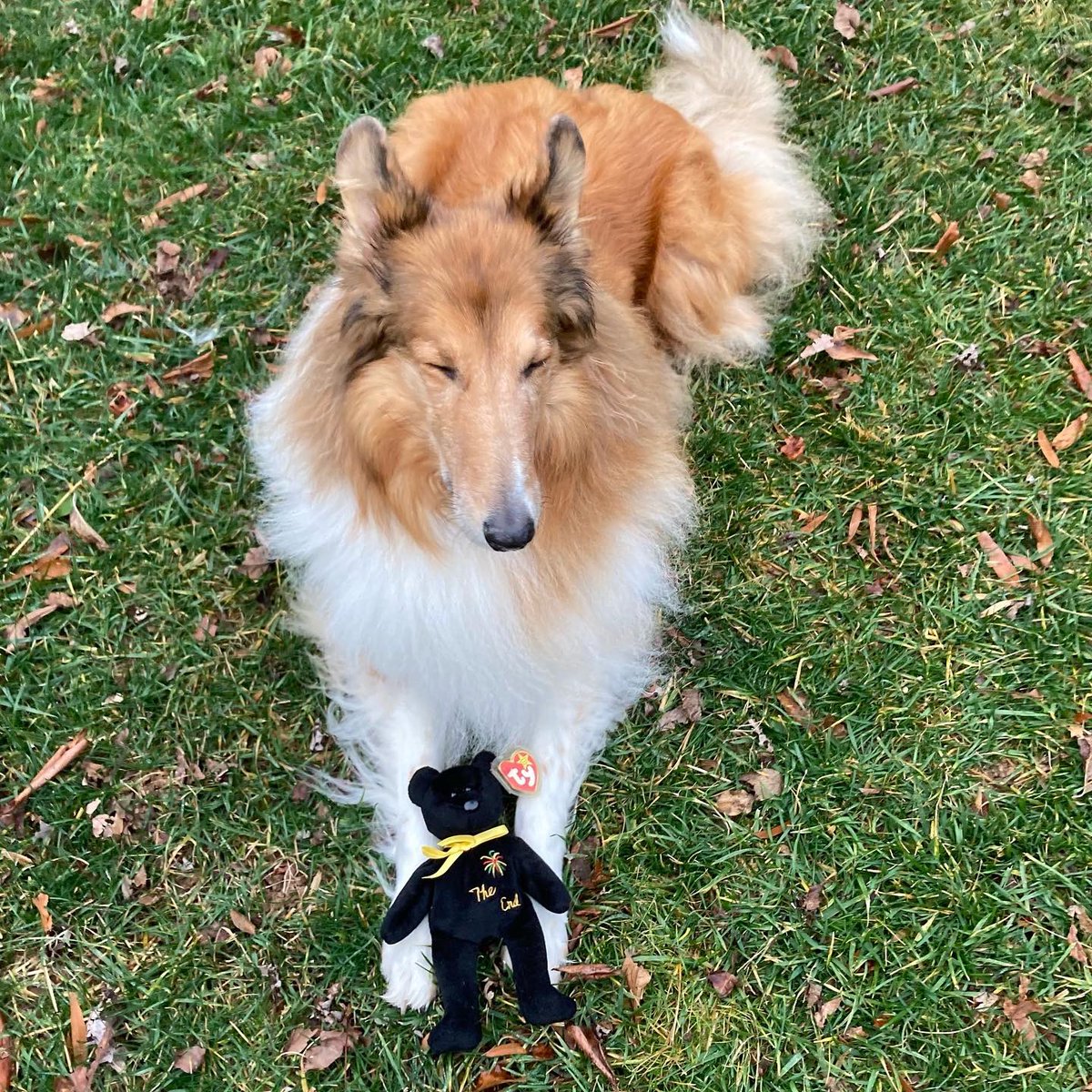 CollieCrusader's tweet photo. 🎆 The sun ☀️ is setting on 2021. I’m ready for this year to end and pray for a better and brighter new year. Out with the old and in with the new! 📆 #goodbye2021 #roughcollie #roughday #roughyear #goawaycovid
Wishing you all a very #HappyNewYear https://t.co/CoVjfuUovJ