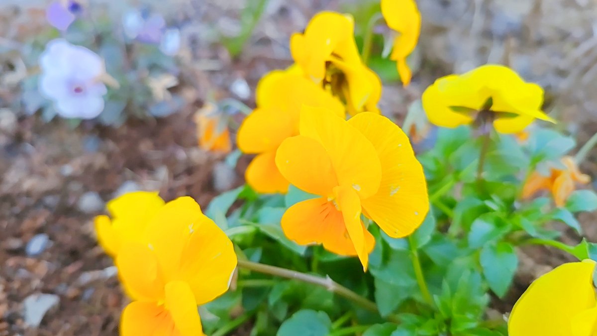 Youhei_singer's tweet photo. おはよございまっす🌼

新年の始まり⤴
気を引き締めていきましょ✌

屋上で初日の出見ようと待機してたものの、東側は山がある為、いつ姿を見せるか分からず断念💨部屋に戻りましたw

さぁ今日もやったりますか～😆🪐 https://t.co/973OnkWAwD