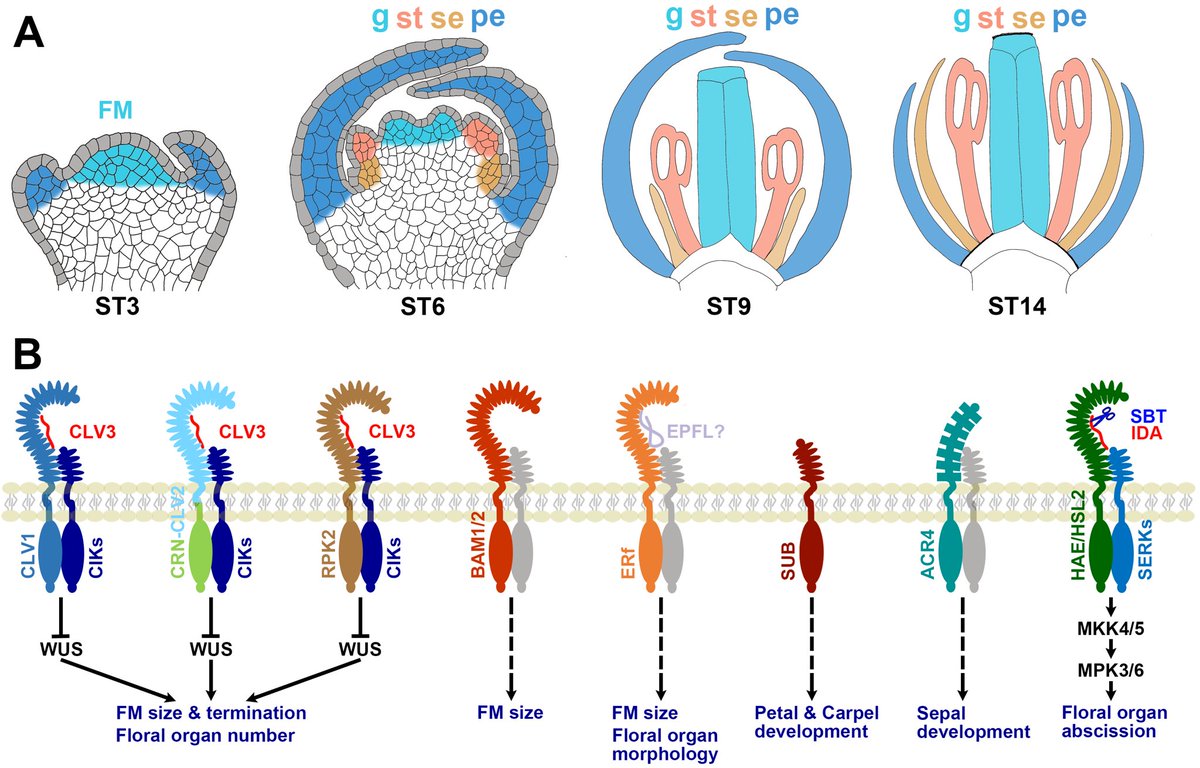 MPlantPCom's tweet photo. Receptor-like protein kinases in plant reproduction: Current understanding and future perspectives #review #PlantCommunications https://t.co/vdqHZ4llv4 https://t.co/Lysd83Xf8y