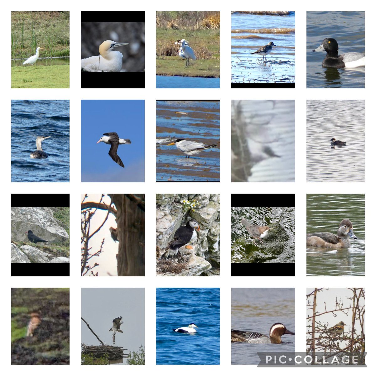 SamHarrisAnimal's tweet photo. 2021 has felt like it had more downs that ups. Lost loved ones and breaking my expensive camera and binoculars, the wildlife has provided comfort. I’m not a big twitcher so my lists aren’t as impressive as others. But special memories made along the way. Bring on 2022… 🎉 HNY 🥳 https://t.co/4U6pRk3Oih
