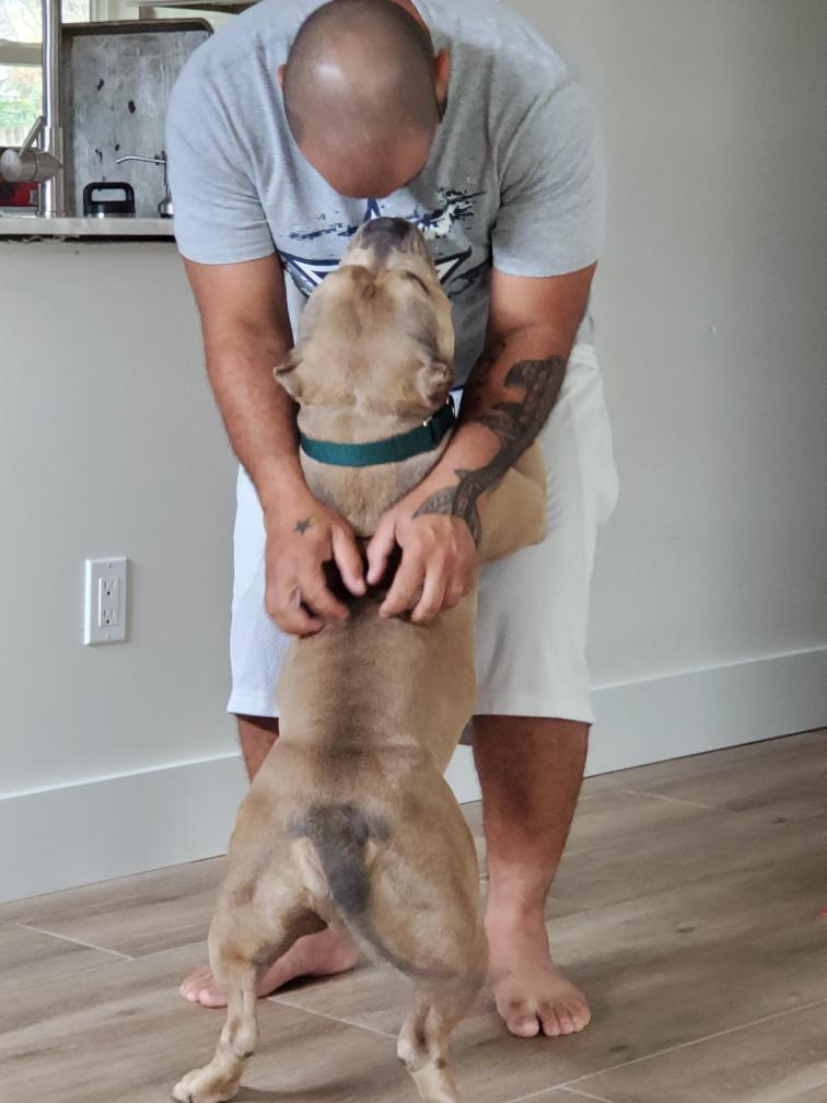 "We have a healthy bull and we owe it all to you guys at Furry Friends!!!"

Earlier this year Amanda opened up her home to a heartworm positive bully with a ruff past from our shelter. After months of treatment at our vet clinic, Jagger is finally cured!

#adoptionsaveslives