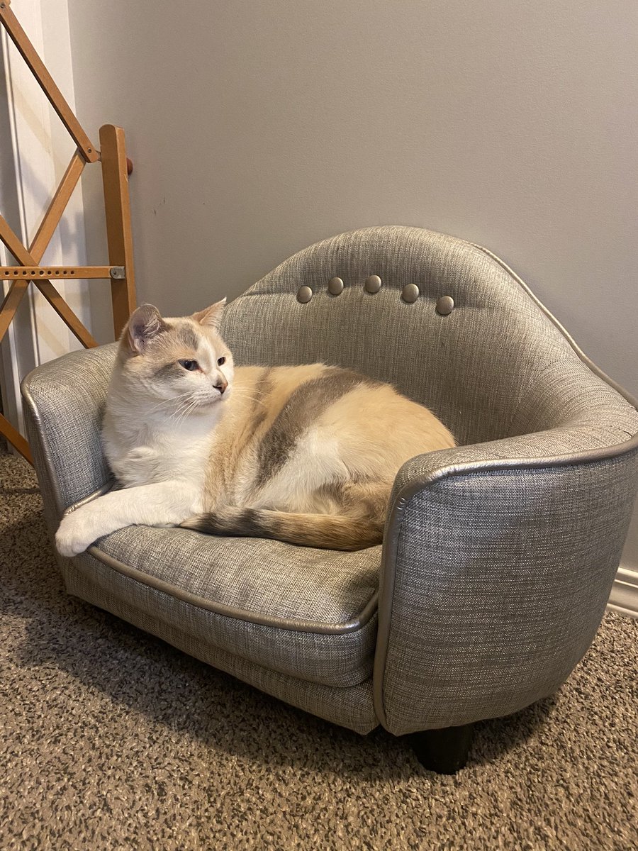 KKFoster9's tweet photo. This bed’s for a dog? I don’t know her. https://t.co/0vRlhowPTG