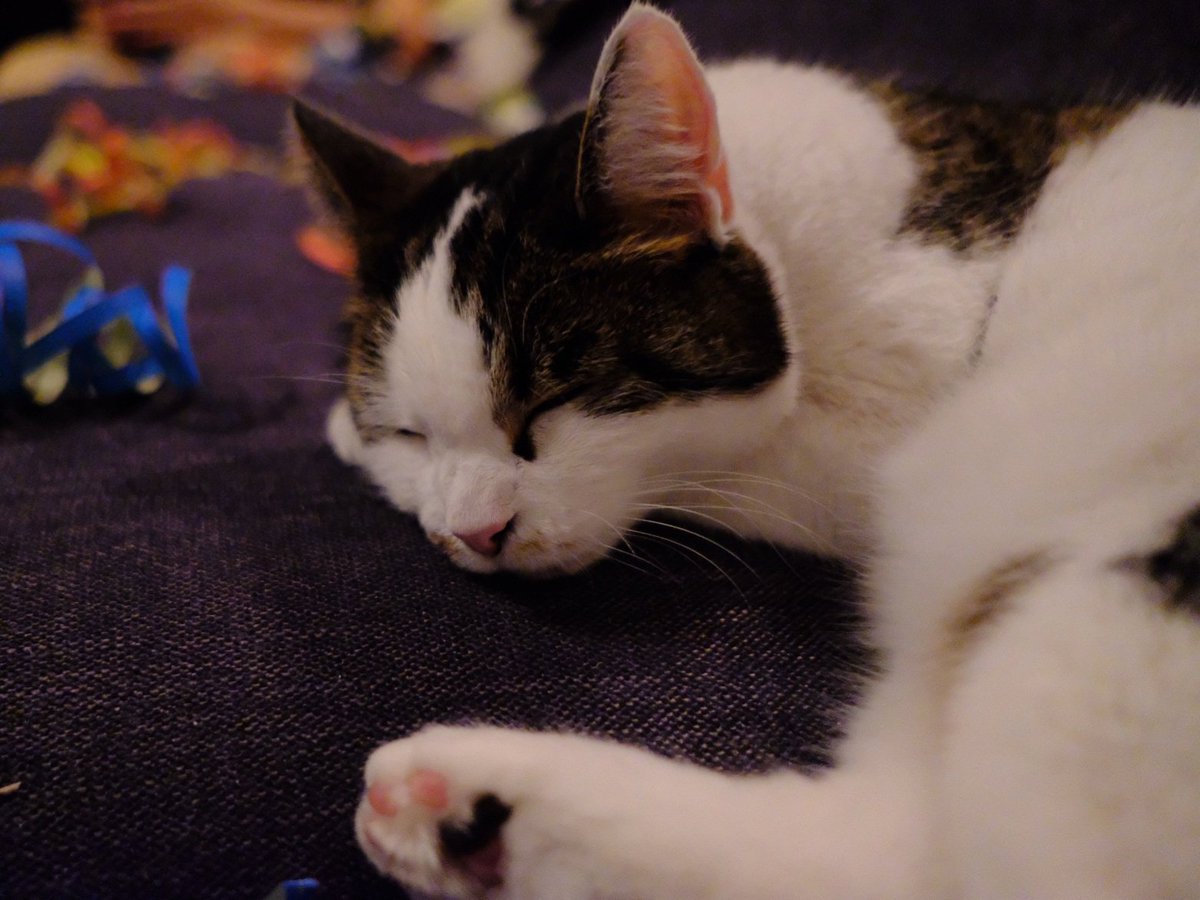 CodeAndroid1's tweet image. Goodbye 2021  #cat #NewYearsEve