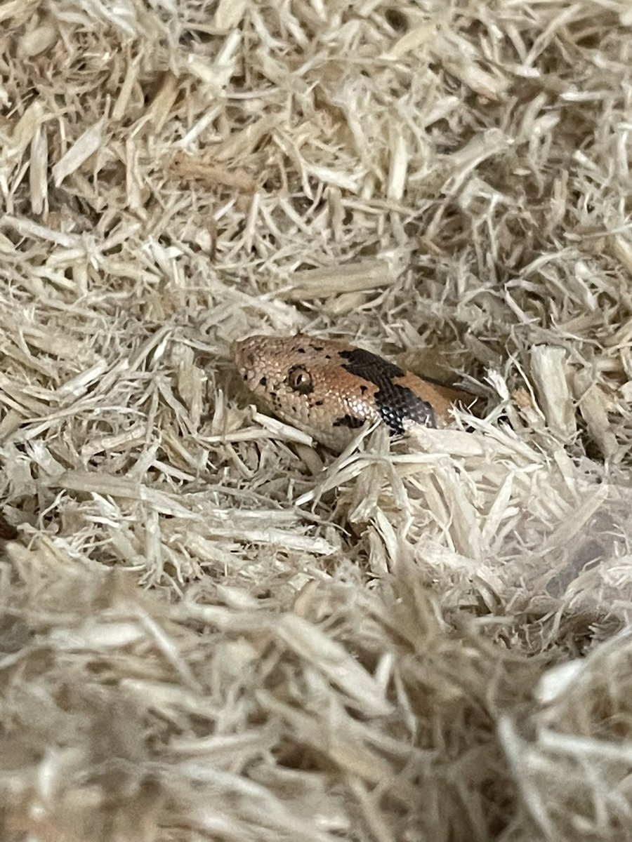 markowenmartin's tweet photo. The ambush predator #BabyCarl is hungry. Since he still won’t eat f/t, I’m going to get him live teeny meecies when the snow melts next week. He is a good snake. #MicroNoodle. https://t.co/CjnV9ZQQOV