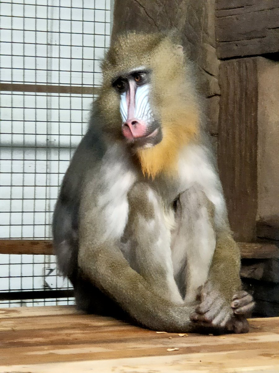 j_pidduck's tweet photo. #zoo #wildlife #animals https://t.co/olkFde7xxQ