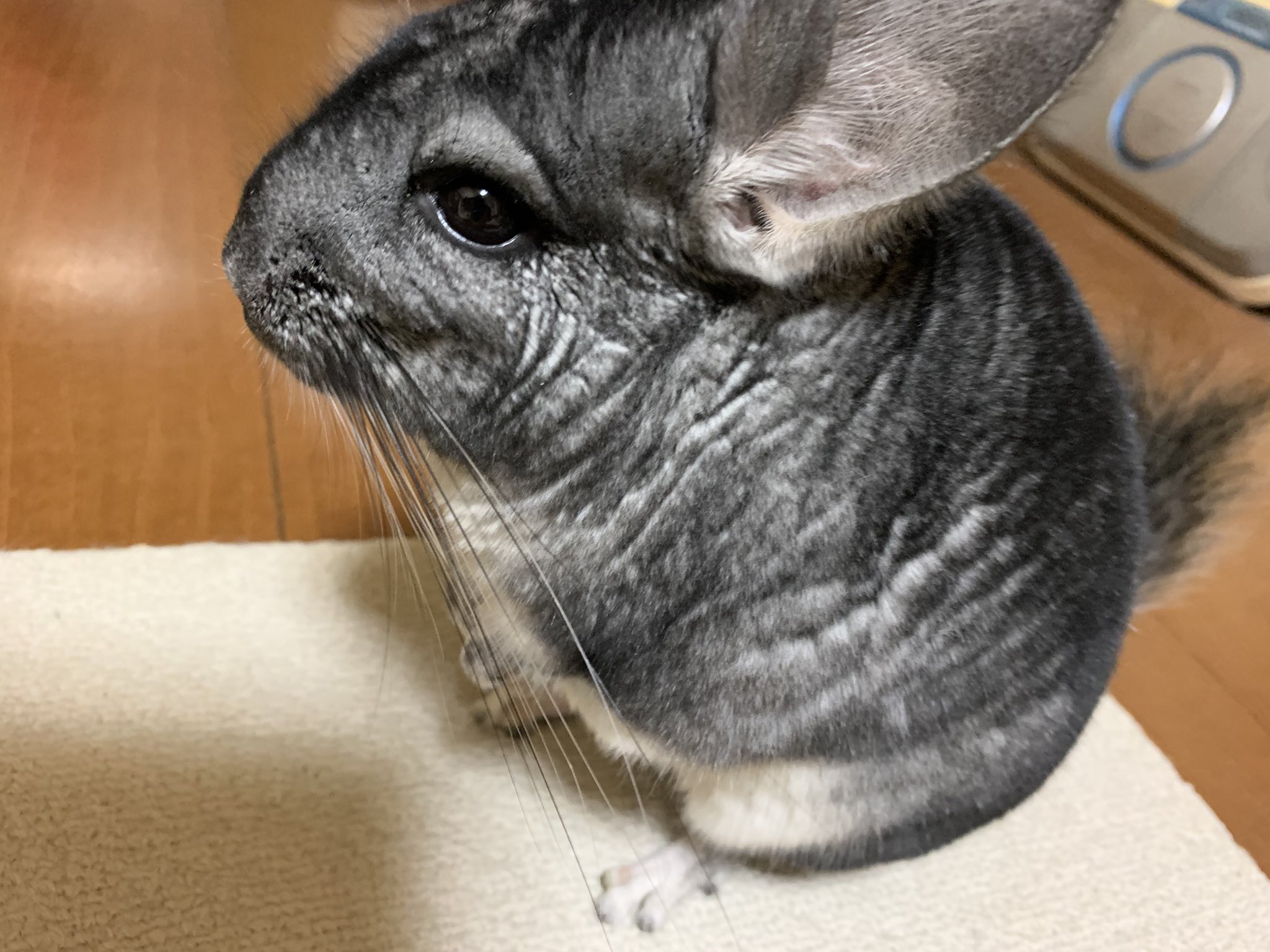 寅模様 Twitter Search Twitter