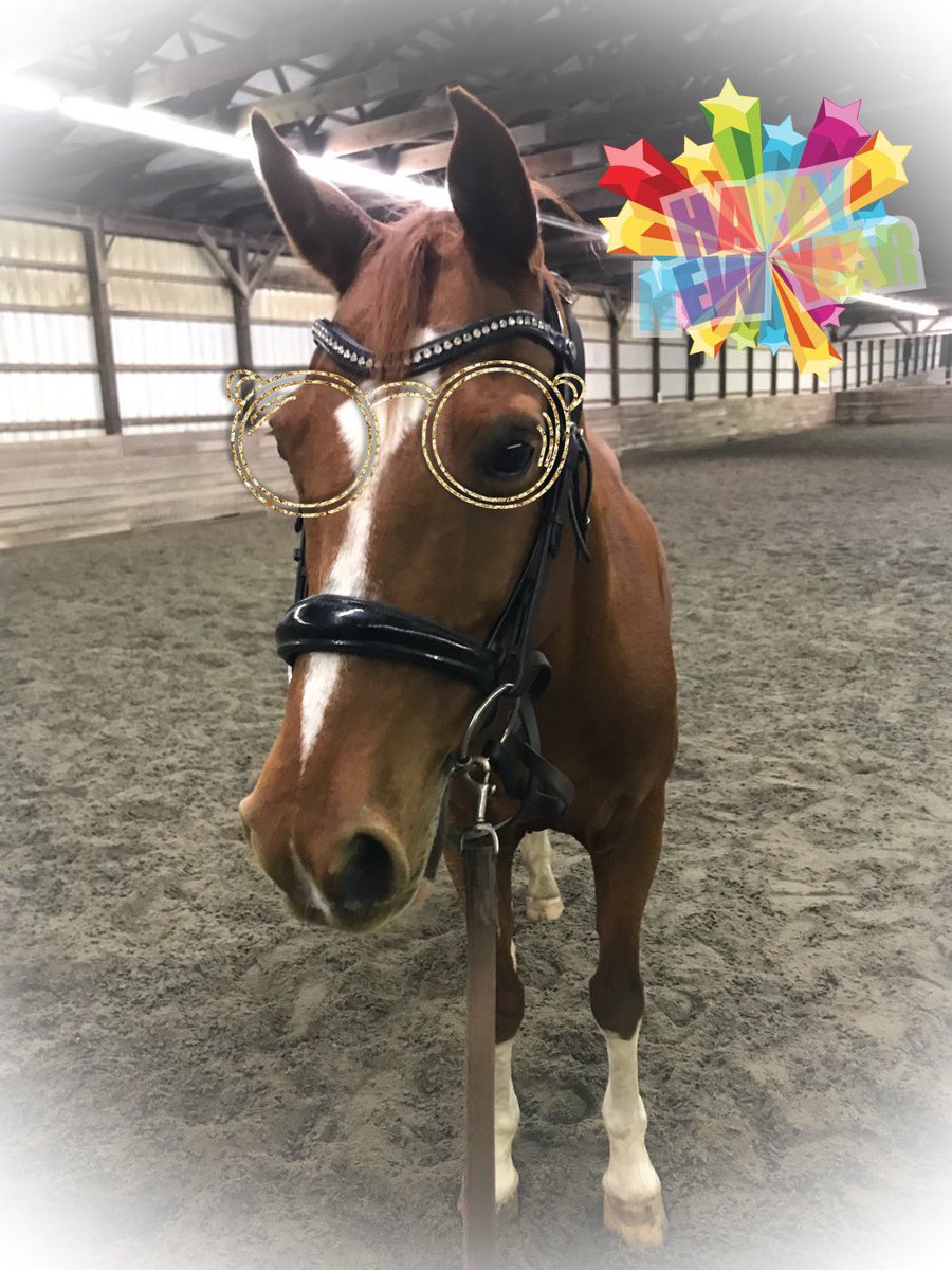 Taco wants to wish everyone a #HAPPYNEWYEAR! Here’s to a year filled with much more horse time, better health, and lots of happiness! What are you looking forward to in #2022NewYear?