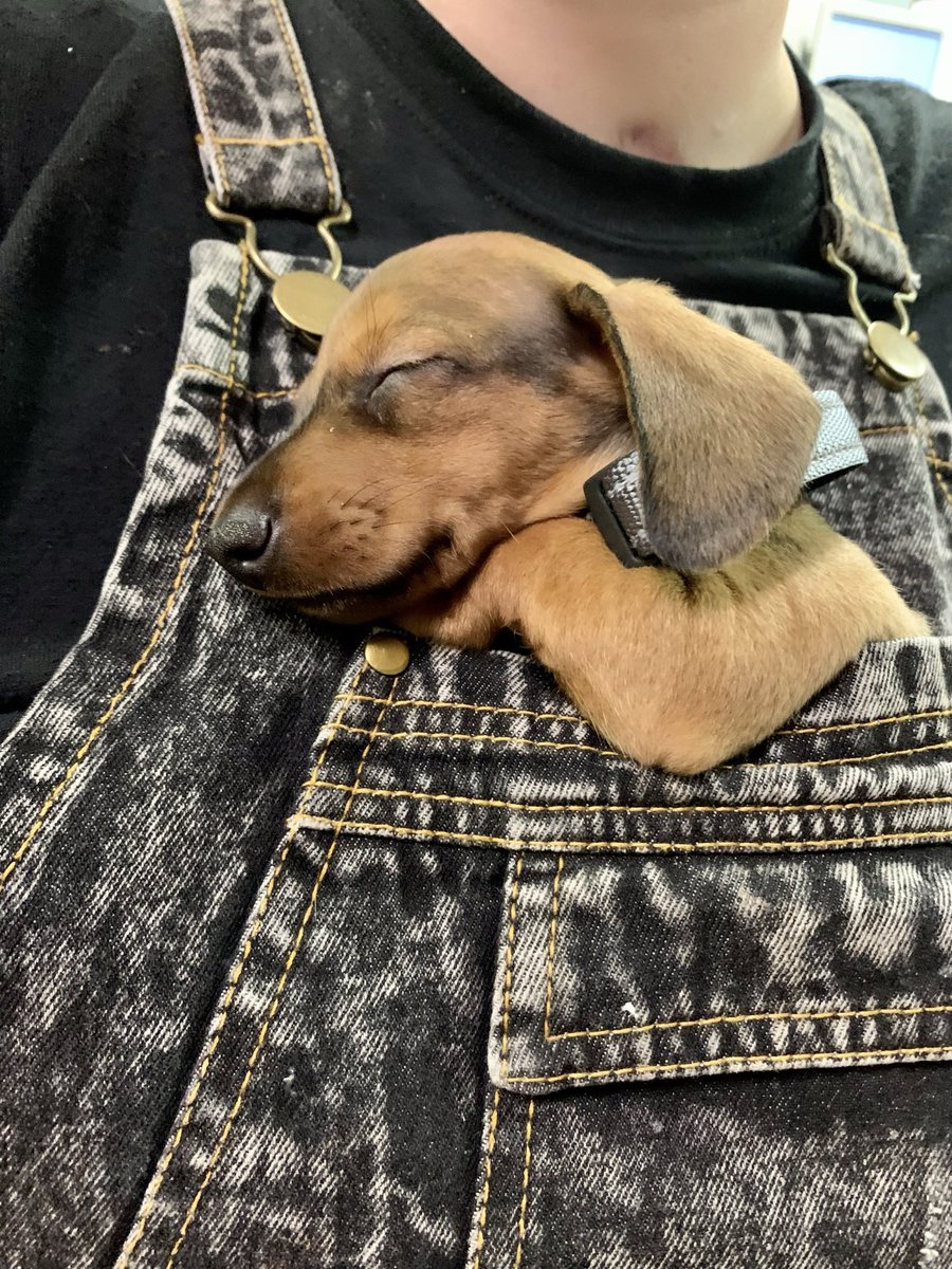 NatTurney's tweet photo. The worlds chillest puppy. https://t.co/7uGkxZMCau
