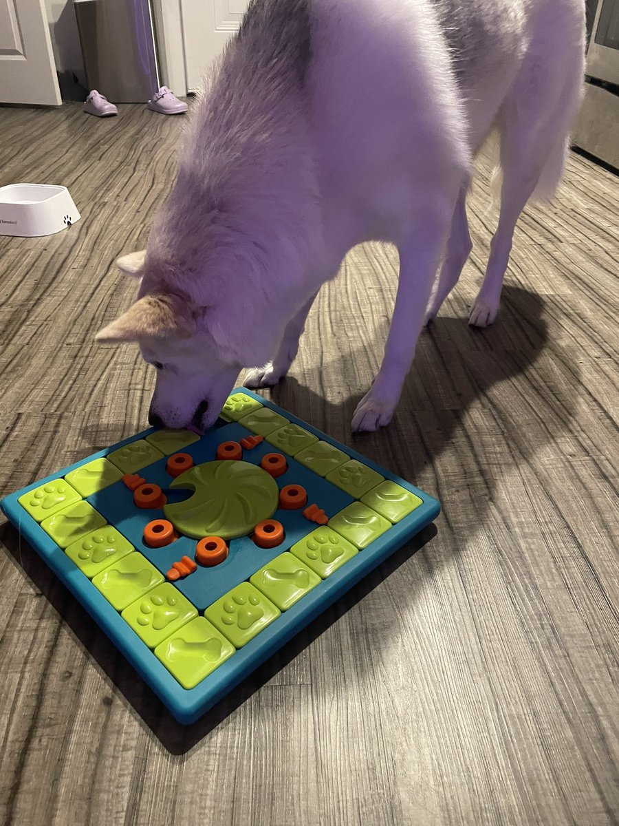 favoritechad's tweet photo. Enjoying my treat puzzle 🥰 https://t.co/9yJLe1o7ev