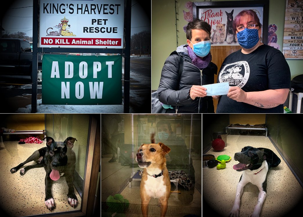 Planet Mutt collectible NFTs tweet media