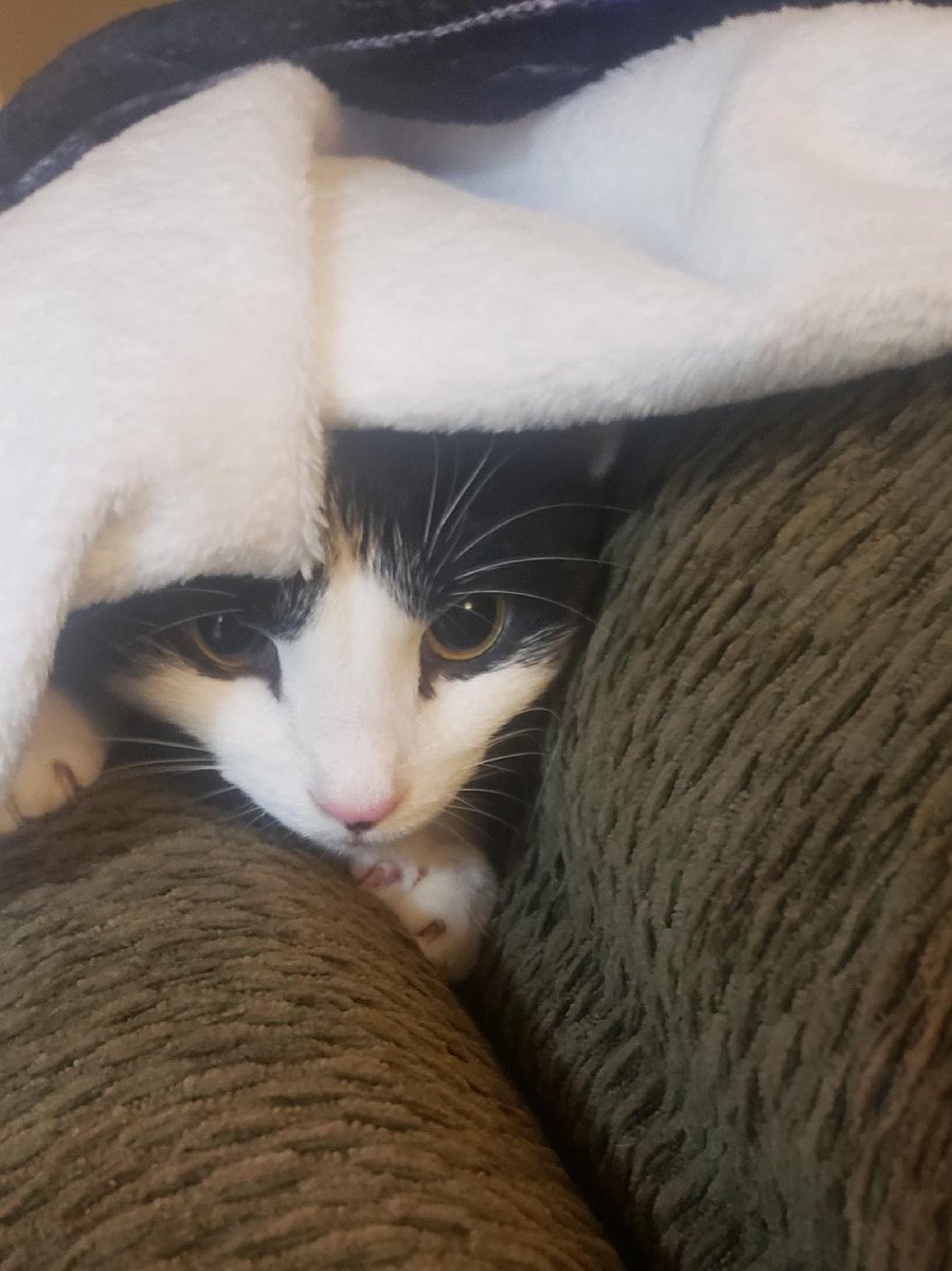 WildTinyIris's tweet photo. Is 2021 over yet?
HAPPY NEW YEAR
from CinciCatti,Ohio!
#HappyNewYear
#CatsOfTwitter https://t.co/CYsNqzowFD
