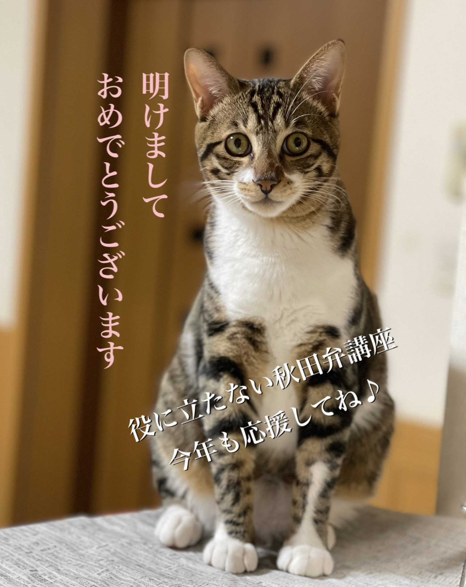 ミセスなでしこ日本ファイナリスト Twitter Search Twitter