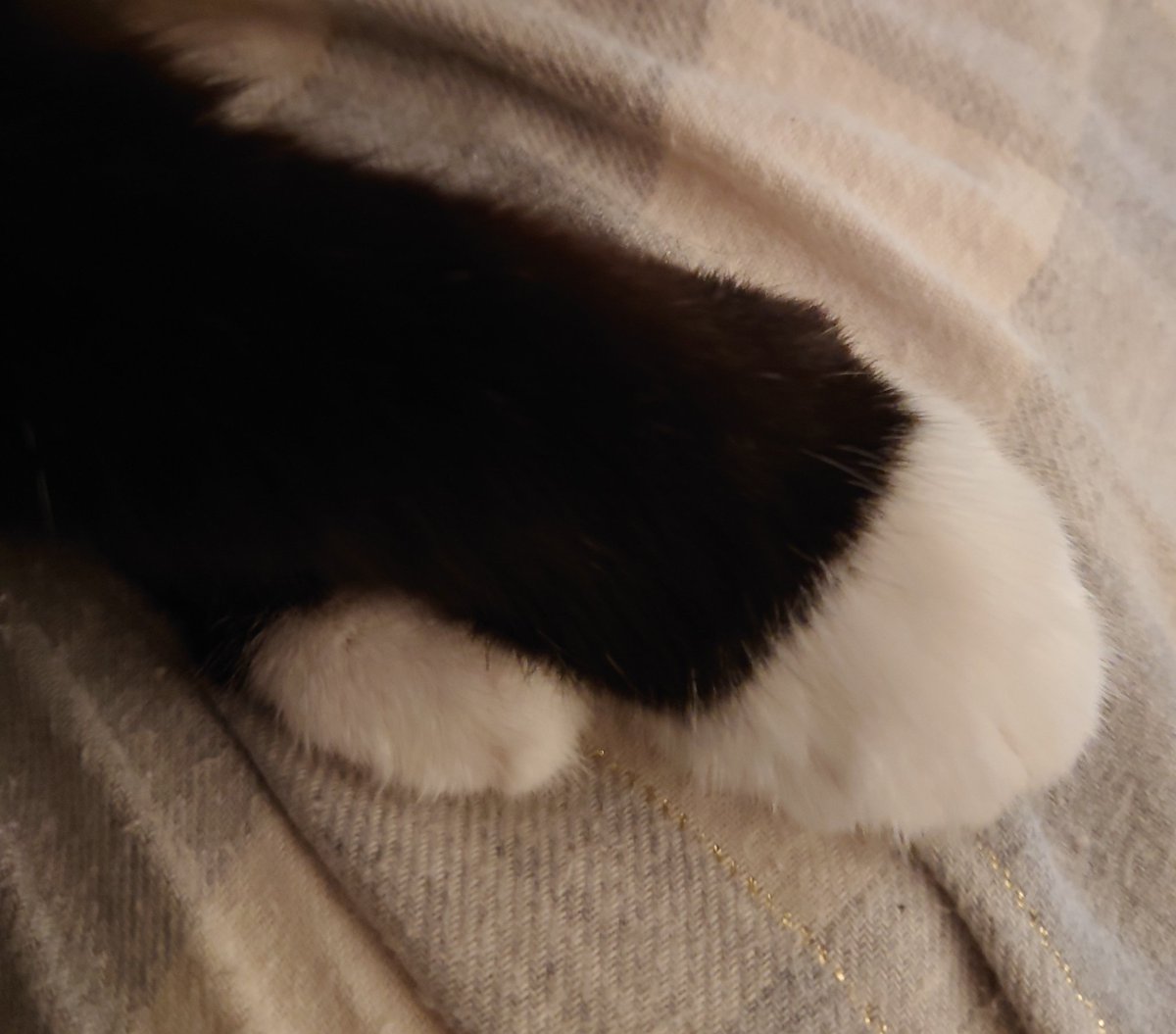 These adorable little paws are crossed and have opened the door to let the old year out and the new year in. 

Time for a wonderful 2022 for us as well as all our family and friends  
#TabithaToots #TabithaTalk  #MissPurryMcFurry 🐈‍⬛💕