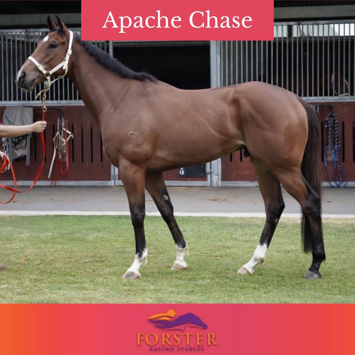 Desracing74's tweet photo. Happy New Year!! It's a rainy day here but that isn't going to stop our two runners today at Doomben!
QTIS MAGIC TIX 0-90 Hcp (R4)  - Boom Spender - 1:48pm
The Buffering (R8) - Apache Chase - 4:28pm

It's going to be a great start to 2022!

#boomspender #apachechase #doomben https://t.co/vlhMPoOhu5