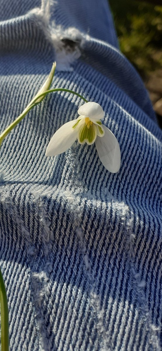 🌱Tweedy tweet media