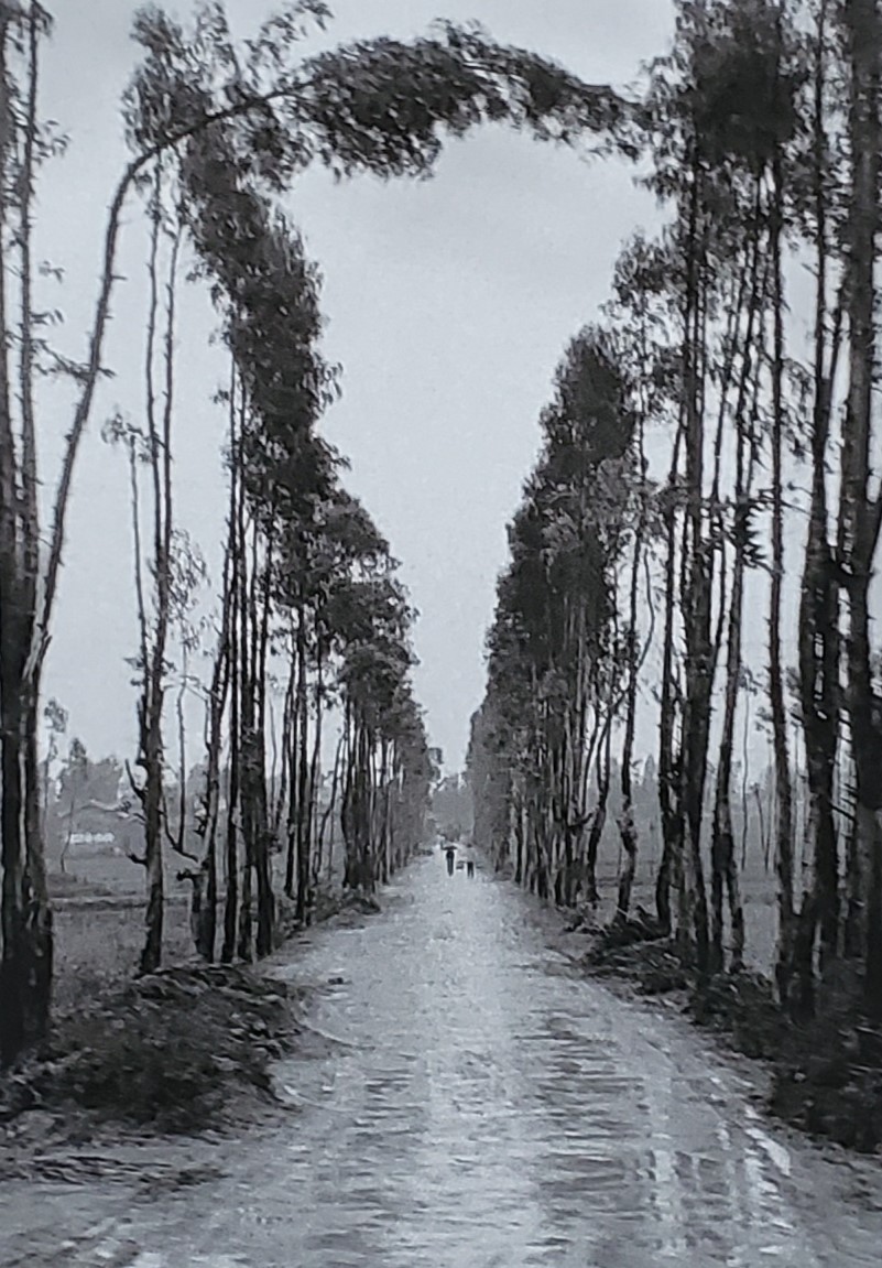 GranmaJeanMayer's tweet image. During my 2nd trip to China in 1985, I came across this TREE LINED ROAD where the trees stood guard, like sentinels; one bending out of order while two people walk off in the distance. There's a lot to tell in this photo if one allows their imagination loose.