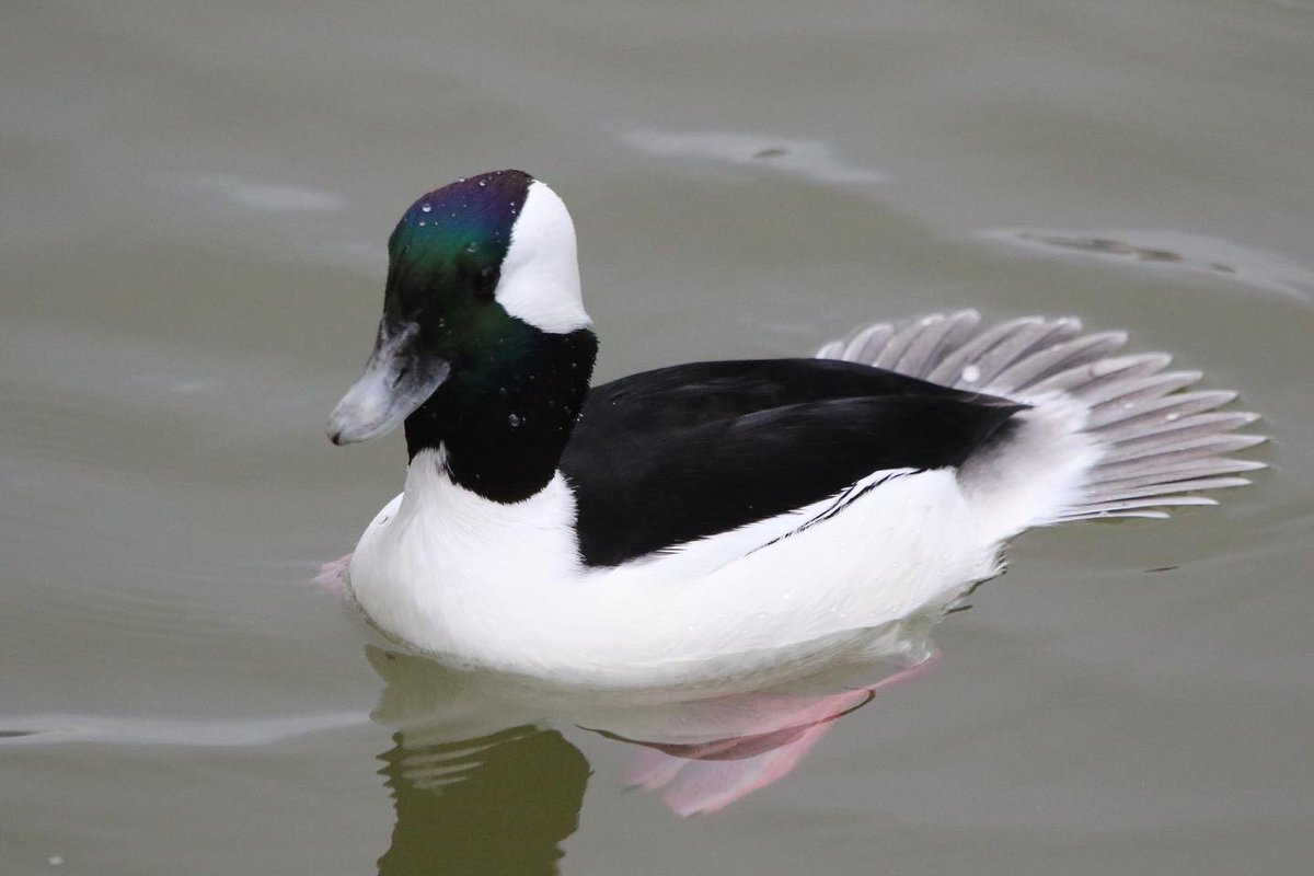 ForestG23's tweet photo. #HAPPYNEWYEAR2022 #birding of course! https://t.co/ZgN8s4UucU