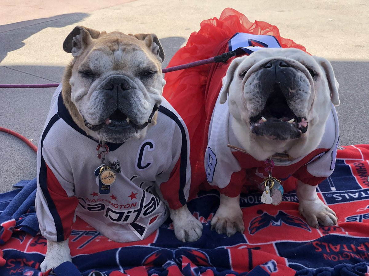 SaffyBean's tweet photo. IT’S HOCKEY O’CLOCK!! Remembering my brother .@OvietheBulldog with a flashback to happier times! #ALLCAPS #LETSGOCAPS #CapsBulldog #CapitalsBulldog #CAPSwings https://t.co/k3jTbSsKSY